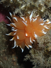 Dirona pellucida