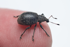 Liophloeus tessulatus