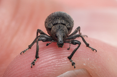 Liophloeus tessulatus