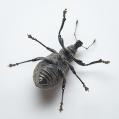 Liophloeus tessulatus