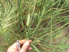 Phalaris