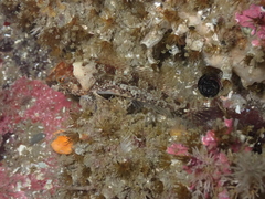 Artedius harringtoni