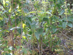 Cistus populifolius