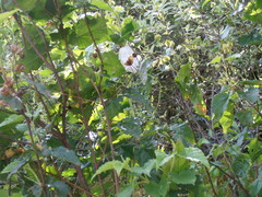 Cistus populifolius