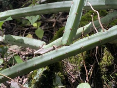 Selenicereus spinulosus