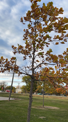 Quercus bicolor