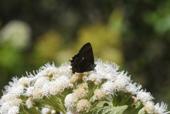 Callophrys guatemalena