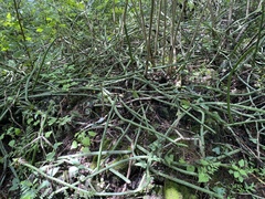 Selenicereus spinulosus