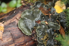 Peltigera praetextata