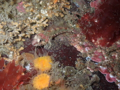 Artedius harringtoni