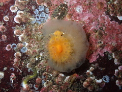 Balanophyllia elegans