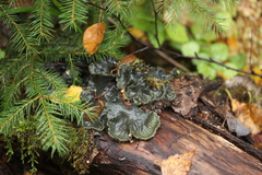 Peltigera praetextata