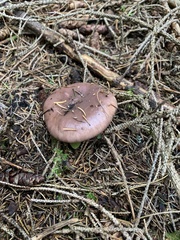 Gomphidius glutinosus