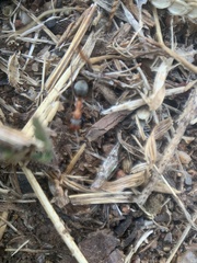 Formica fusca