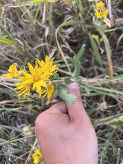Grindelia ciliata