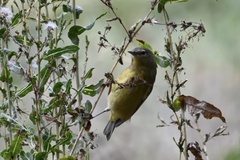 Leiothlypis celata sordida