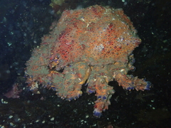 Echidnocerus cibarius