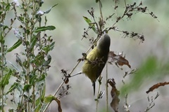 Leiothlypis celata sordida