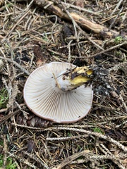 Gomphidius glutinosus