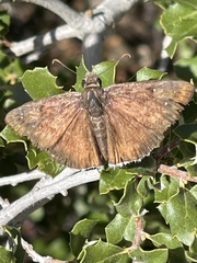 Erynnis tristis