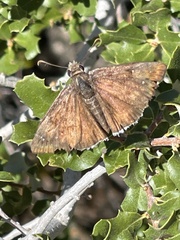 Erynnis tristis