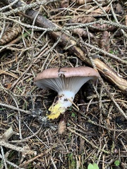 Gomphidius glutinosus