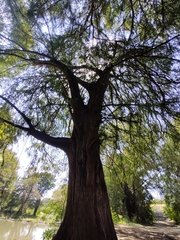 Taxodium mucronatum