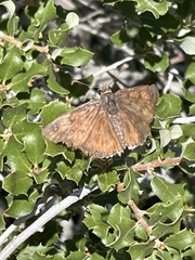 Erynnis tristis
