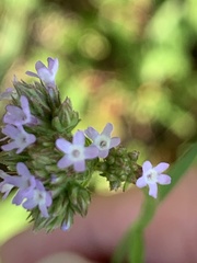 Verbena brasiliensis