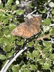 Erynnis tristis