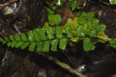 Adiantum diaphanum