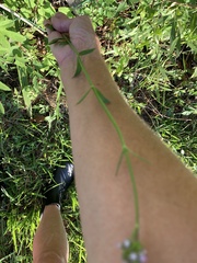 Verbena brasiliensis