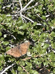 Erynnis tristis