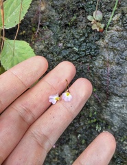 Utricularia striatula