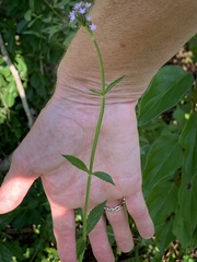Verbena brasiliensis