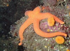 Henricia