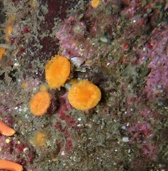 Balanophyllia elegans