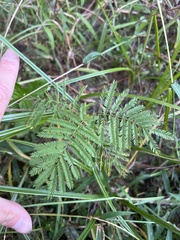Desmanthus illinoensis