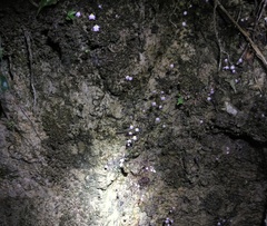 Utricularia striatula