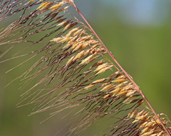 Sorghastrum secundum