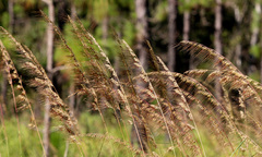 Sorghastrum secundum