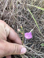 Agalinis heterophylla