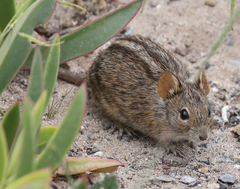 Rhabdomys pumilio
