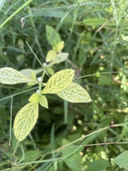 Alternanthera sessilis