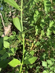 Verbena brasiliensis
