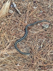 Thamnophis elegans terrestris