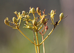 Sabatia difformis