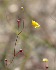 Utricularia subulata