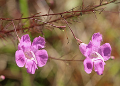 Agalinis filifolia