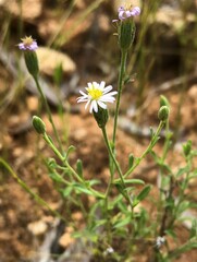 Vittadinia